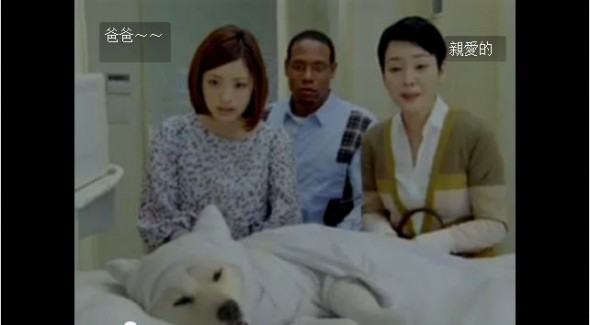 [半夜鬆一鬆] 一起欣賞日本有趣狗狗廣告