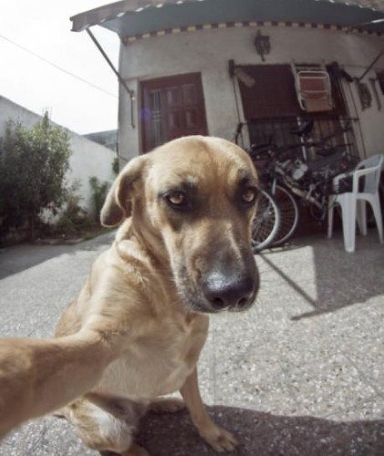 ANIMALS-dog-takes-a-selfie-out-front