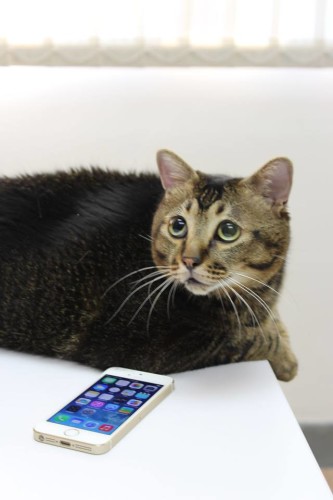 貓掌 iPhone 5S 解鎖香港實試：「真係 Work!」