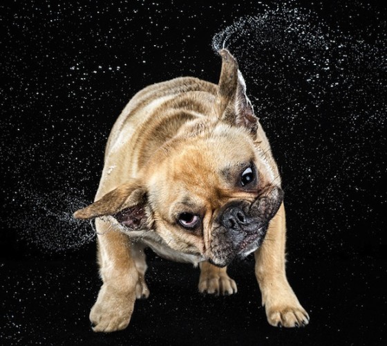 Carli Davidson Pet Photography