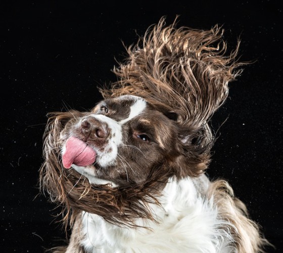 Carli Davidson Pet Photography