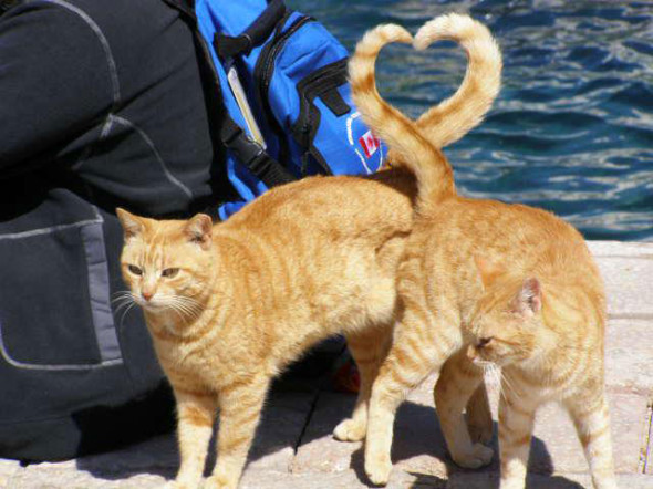 cats-heart-shape-with-tail-perfect-timing