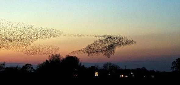 dolphin-bird-murmuration-perfect-timing