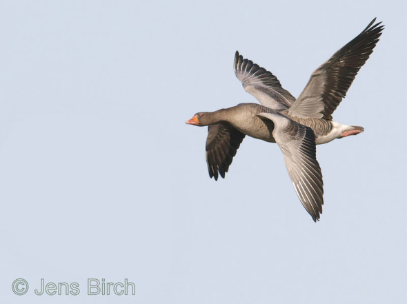 four-winged-bird-perfect-timing