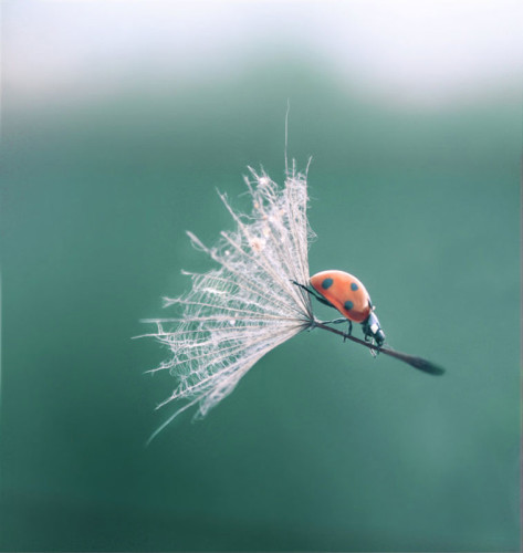 ladybug-dandelion-perfect-timing