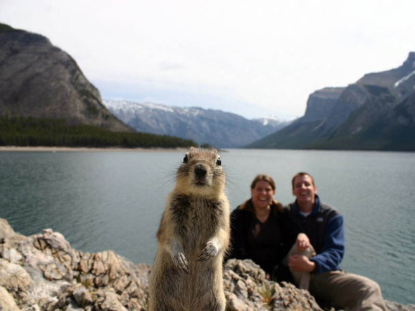 squirrel-photobomb-banff