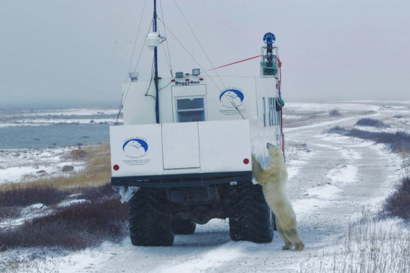 在 Google 街景服務追蹤北極熊蹤跡