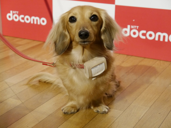 DoCoMo 推愛犬健康管理裝置
