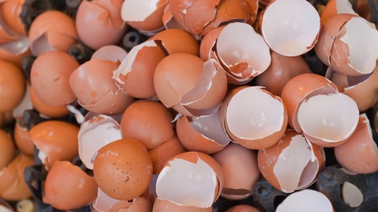 雞蛋殼回收變有用  可變陶瓷原材料