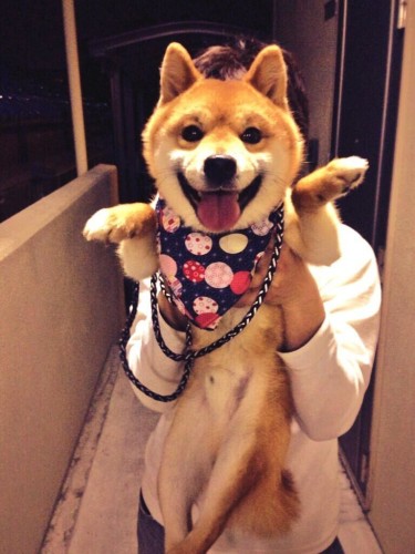 dog1a