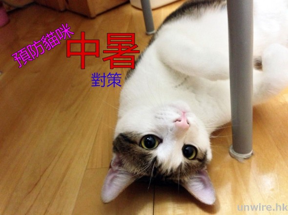 【iPet】夏日熱辣辣！無待堂堂主、日本獸醫院長分享預防貓咪中暑對策