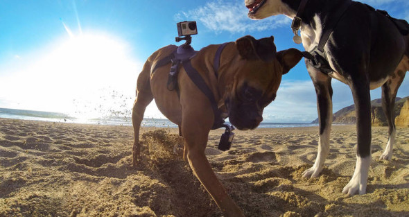狗眼看世界！GoPro 首款寵物專用配件 「Fetch」發售