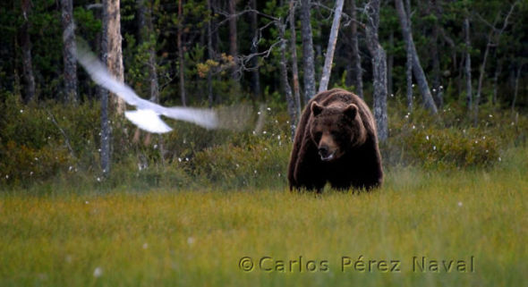 9-Years-Old-Spanish-Boy-Wins-Wildlife-Photographer-Of-The-Year-Contest9__700