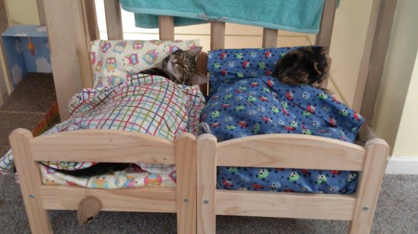 貓主人新玩意！IKEA 玩具床變貓喵專用寢間，網民齊齊玩