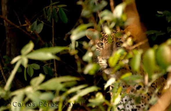 wildlife-photography-carlos-perez-naval-4