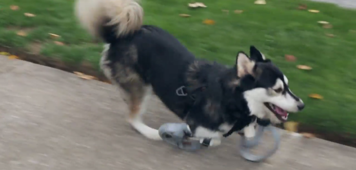 3D 打印狗義肢讓狗狗重跑
