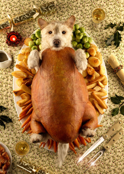 Dog-Roast-2009