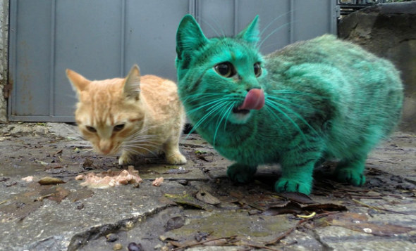 並非 PS！保加利亞出現綠色貓咪