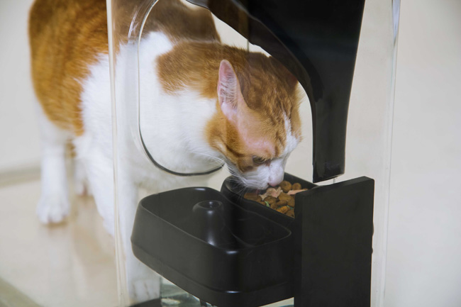 餵食飲水磅重三合一   智能餵貓機兼具貓樣辨識功能