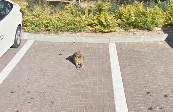 遺照現身 Google 街景圖   愛犬之人哭崩