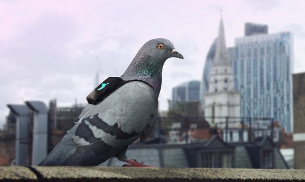配備特製背囊！英國倫敦派白鴿監測空氣污染情況