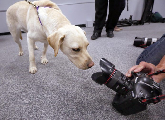 警犬新技能  用鼻嗅出隱藏電子裝置