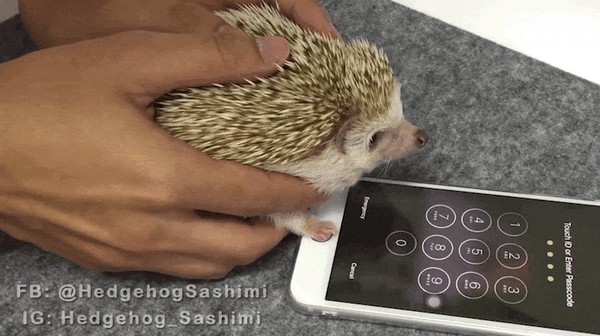 【有片睇】香港網民發揮創意！用寵物刺猬「掌紋」解鎖 iPhone Touch ID