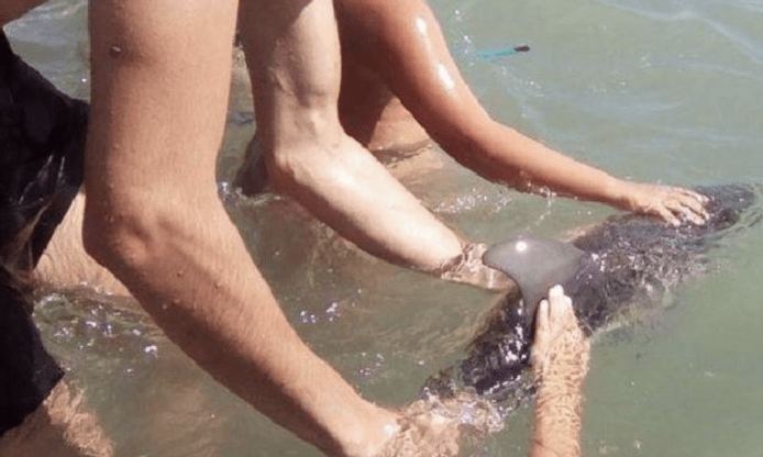 小海豚被遊客拿上水拍Selfie後死亡