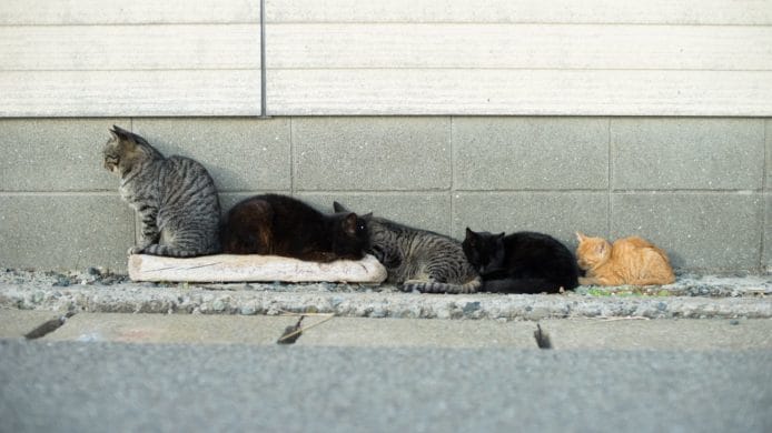 【有片睇】日本貓島製作 MV 邀請貓奴 Ed Sheeran 前往