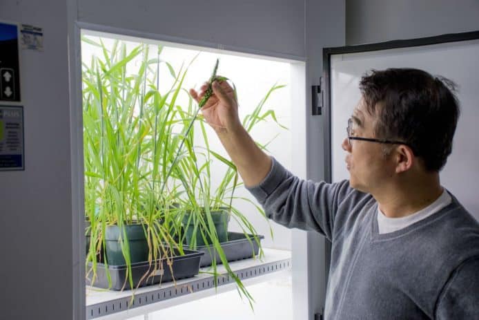 氣候變化令可可豆產量受威脅  基因改造研究可避免朱古力絕跡