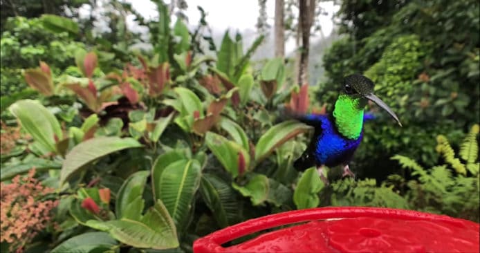 超越 Canon 相機   攝影師用 iPhone X 記錄蜂鳥飛行影像