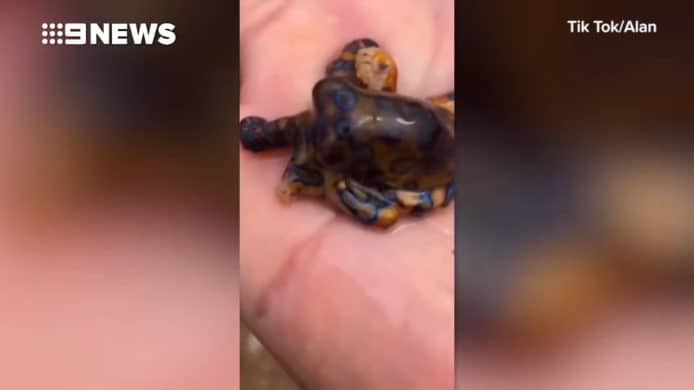 拍抖音片險喪命   大陸客遊澳州手拿極毒八爪魚