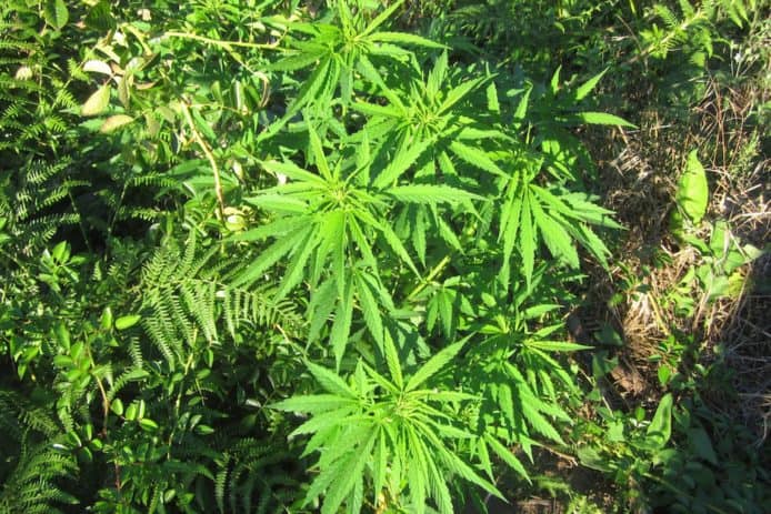 科學家發現啤酒酵母經基因改造可提煉大麻成分