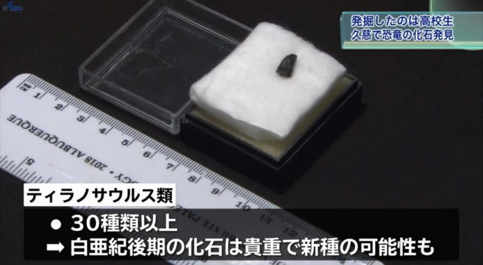 【有片睇】日本高中生校外活動挖出9000萬年前暴龍牙齒化石